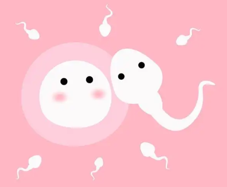 無需清宮的自然淘汰機制，專業(yè)指導助您科學備孕